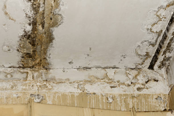 Trusted Nowthen, MN Mold Removal Experts